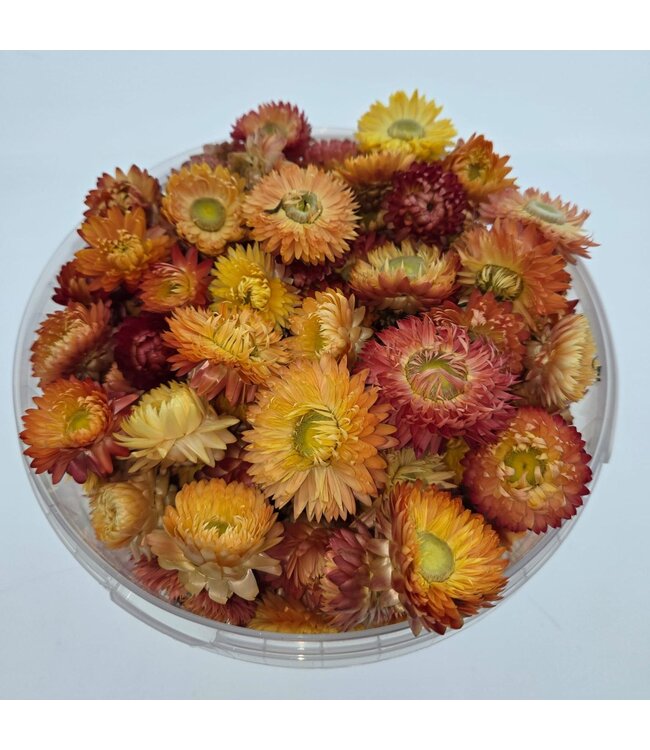 Lachsfarbene Helichrysum-Köpfe | In praktischer wiederverschließbarer Eimer | Pro 100 Gramm bestellbar