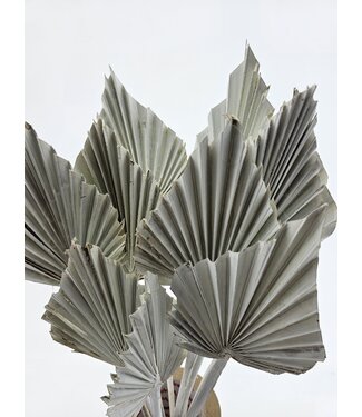 MyFlowers Feuille de palmier séchée blanche et brumeuse | Fleurs séchées en forme de lance de palmier blanc | Longueur ± 45 cm | Par 10 branches