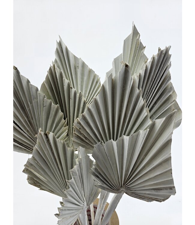 Feuille de palmier séchée White Misty | Fleurs séchées White Palm Spear | Longueur ± 45 cm | Commande par 10 branches