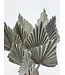 Feuille de palmier séchée White Misty | Fleurs séchées White Palm Spear | Longueur ± 45 cm | Commande par 10 branches