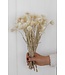 Wit naturelle Kaaps Everlasting droogbloemen | Lengte ± 40 centimeter | Per bos te bestellen