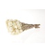 Wit naturelle Kaaps Everlasting droogbloemen | Lengte ± 40 centimeter | Per bos te bestellen