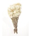 Wit naturelle Kaaps Everlasting droogbloemen | Lengte ± 40 centimeter | Per bos te bestellen