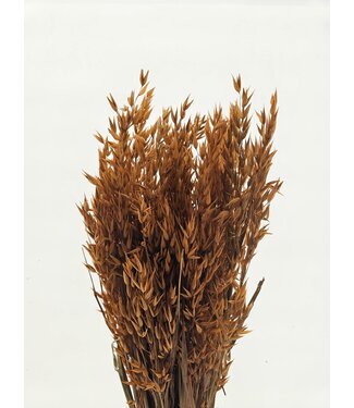 MyFlowers Orange getrockneter Hafer | Orange Avena Trockenblumen | Länge 70 Zentimeter | Pro Bund