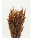 Orange getrockneter Hafer | Orange Avena Trockenblumen | Länge 70 Zentimeter | Pro Bund bestellbar