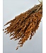 Orange getrockneter Hafer | Orange Avena Trockenblumen | Länge 70 Zentimeter | Pro Bund bestellbar