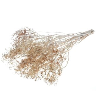 MyFlowers Écran d'or séché naturel | Fleurs séchées de Bupleurum naturel | Longueur ± 55 cm | Par bouquet