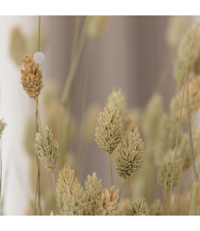 Phalaris naturel vert séché | fleurs séchées d'alpiste naturel | Longueur 70 centimètres | Commande par bouquet