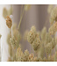 Phalaris naturel vert séché | fleurs séchées d'alpiste naturel | Longueur 70 centimètres | Commande par bouquet