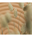 Phalaris naturel vert séché | fleurs séchées d'alpiste naturel | Longueur 70 centimètres | Commande par bouquet
