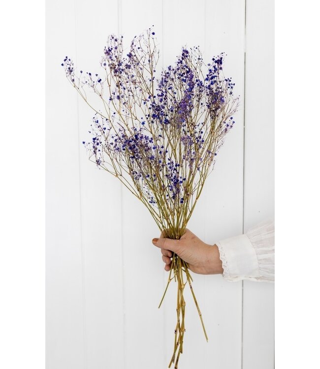 Gypsophile mauve séchée | Gypsophile mauve séchée | Longueur ± 60 cm | Commande par bouquet