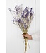 Gypsophile mauve séchée | Gypsophile mauve séchée | Longueur ± 60 cm | Commande par bouquet