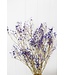 Gypsophile mauve séchée | Gypsophile mauve séchée | Longueur ± 60 cm | Commande par bouquet