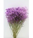 Gypsophile mauve séchée | Gypsophile mauve séchée | Longueur ± 60 cm | Commande par bouquet