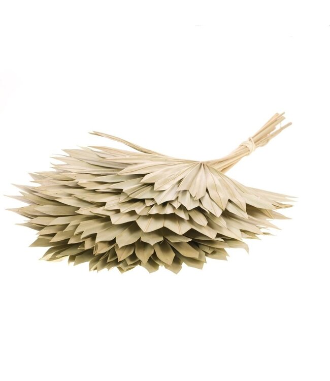 Feuille de palmier séchée naturellement | Fleurs séchées au soleil de palmier naturel | Longueur ± 50 cm | Commande par 10 branches