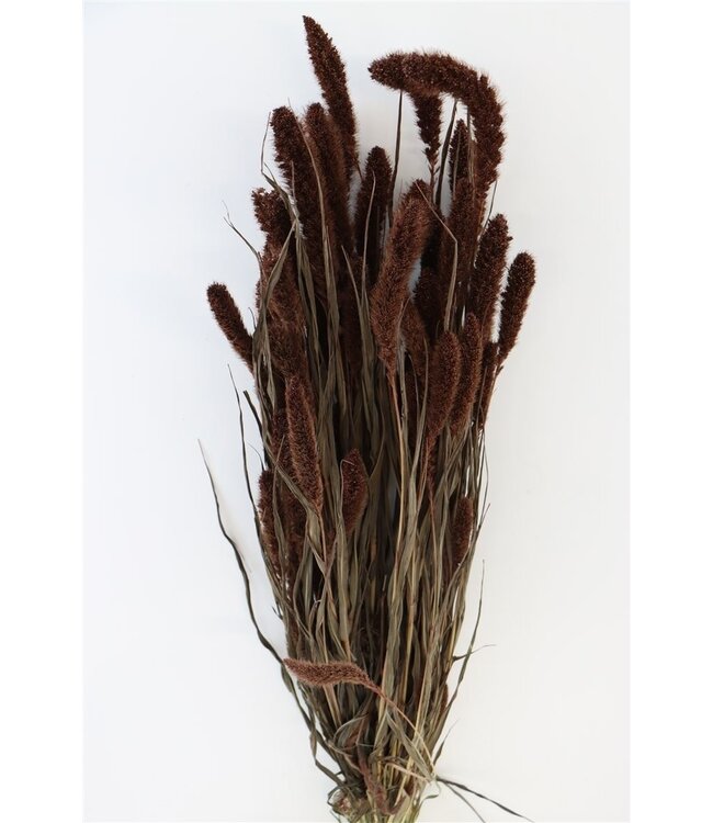 Setaria séchées brunes | Fleurs séchées brunes Setarea | Longueur ± 70 cm | Commande par bouquet