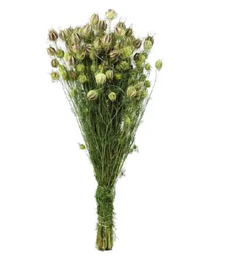Dutch Dried Getrocknete grüne natürliche Nigella-Trockenblumen | Länge 60 Zentimeter | Pro Strauß