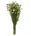 Getrocknete grüne natürliche Nigella-Trockenblumen | Länge 60 Zentimeter | Straußweise bestellen