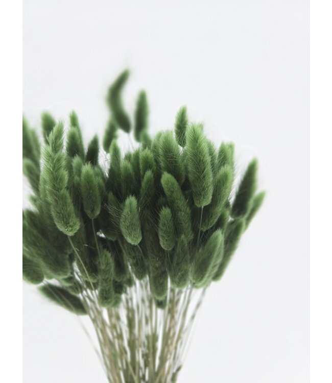 Lagurus séché Dark Green | Fleurs séchées queue de lièvre | Longueur 75 centimètres | À commander par bouquet