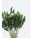 Lagurus séché Dark Green | Fleurs séchées queue de lièvre | Longueur 75 centimètres | À commander par bouquet