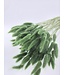 Lagurus séché Dark Green | Fleurs séchées queue de lièvre | Longueur 75 centimètres | À commander par bouquet