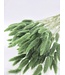 Lagurus séché Dark Green | Fleurs séchées queue de lièvre | Longueur 75 centimètres | À commander par bouquet