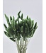 Lagurus séché Dark Green | Fleurs séchées queue de lièvre | Longueur 75 centimètres | À commander par bouquet