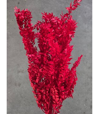 MyFlowers Red Ruscus dried flowers | Length 70 - 80 centimetres | Per bunch of 10 - 12 stems