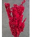 Ruscus rouge fleurs séchées | Longueur 70 - 80 centimètres | À commander par bouquet de 10 - 12 branches