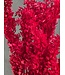 Ruscus rouge fleurs séchées | Longueur 70 - 80 centimètres | À commander par bouquet de 10 - 12 branches