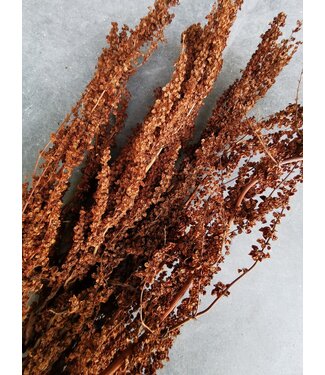 MyFlowers Natural brown dried Eyelid Stick | Brown Palak Stick dried flowers | Length 70 centimetres | Per bunch
