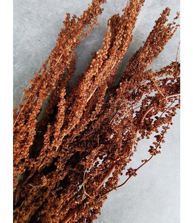 Natural brown dried Eyelid Stick | Brown Palak Stick dried flowers | Length 70 centimetres | Order per bunch