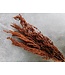 Natural brown dried Eyelid Stick | Brown Palak Stick dried flowers | Length 70 centimetres | Order per bunch