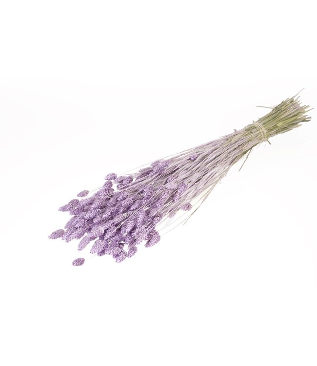 Herbe à canaris séchée Lilac Misty | Fleurs séchées Phalaris Lilac Misty | Longueur ± 65 cm | Commande par bouquet