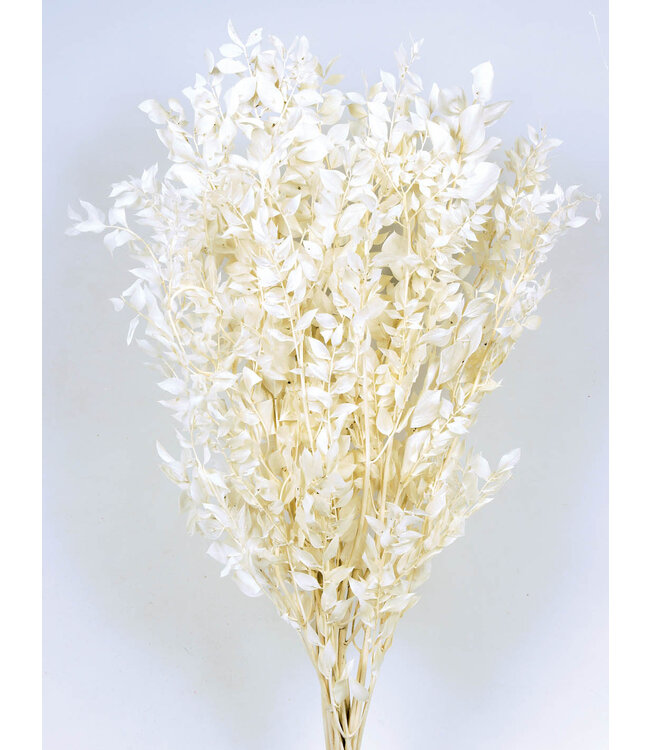 Bleached Ruscus Preserved | Branches 70 - 80 centimetres | 150 grams | Available per bunch