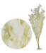 Ruscus blanchi conservé | Branches 70 - 80 centimètres | 150 grammes | À commander par bouquet