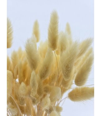 Dolce Vita Lagurus séché Light Yellow | Queue de lièvre fleurs séchées | Longueur 75 centimètres | Par bouquet