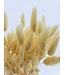 Lagurus séché Light Yellow | Queue de lièvre fleurs séchées | Longueur 75 centimètres | À commander par bouquet