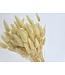 Lagurus séché Light Yellow | Queue de lièvre fleurs séchées | Longueur 75 centimètres | À commander par bouquet