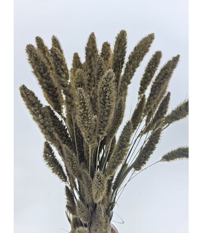 Setaria séchée blanche douce | Setaria séchée blanc doux | Longueur ± 70 cm | À commander par bouquet