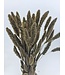 Setaria séchée blanche douce | Setaria séchée blanc doux | Longueur ± 70 cm | À commander par bouquet