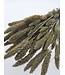 Setaria séchée blanche douce | Setaria séchée blanc doux | Longueur ± 70 cm | À commander par bouquet