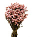 Lichtroze Oxodia | Ixodia droogbloemen | Lengte 20 - 40 centimeter | Per stuk te bestellen