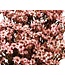 Lichtroze Oxodia | Ixodia droogbloemen | Lengte 20 - 40 centimeter | Per stuk te bestellen