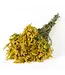 Solidago flower natural yellow dried flowers | Length ± 60 centimetres | Order per bunch