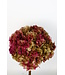 Preserved red with green Hydrangea | Hydrangea preserved green-red | Available to order individually