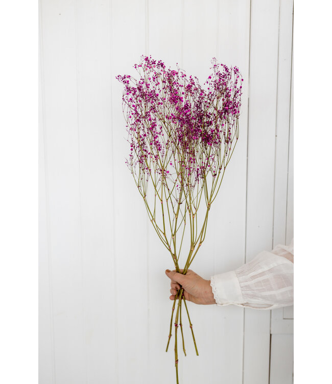 Dark pink dried Gypsophila | Dark pink Gypsophila dried flowers | Length ± 60 cm | Order by bunch