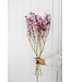Dark pink dried Gypsophila | Dark pink Gypsophila dried flowers | Length ± 60 cm | Order by bunch