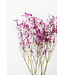 Dark pink dried Gypsophila | Dark pink Gypsophila dried flowers | Length ± 60 cm | Order by bunch