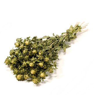 MyFlowers Bidens séché vert naturel | Fleurs séchées de Carthamus vert | Longueur ± 70 cm | Par bouquet